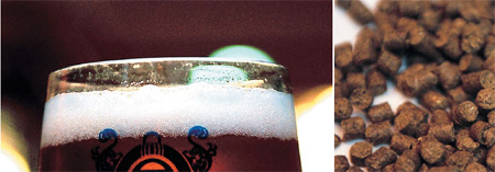Hops, right, the female flower from the hops plant, balance the sweetness of beer with a bitter flavor and adds a floral aroma. / Korea Times file
