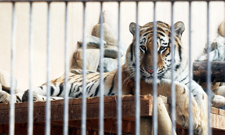 A three-year-old Siberian tiger sits at its cage in Seoul Zoo in Gwacheon, Gyeonggi Province, Sunday. The male tiger briefly walked out of the unlocked cage and bit a trainer, who was about to feed him, in the neck.
/ Yonhap