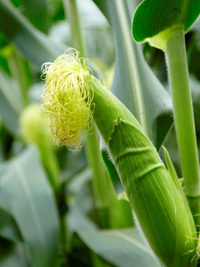Corn silk, which has been used in Korean traditional medicine, was found to be effective in skin whitening. / Korea Times file