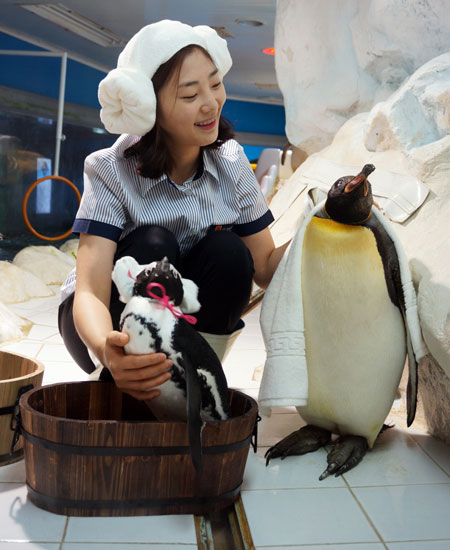 A Hanwha Aquarium staffer bathes penguins at 63 Sea World in Yeouido, Seoul, Friday. The aquarium said that it has begun preparations for colder weather. (Yonhap)