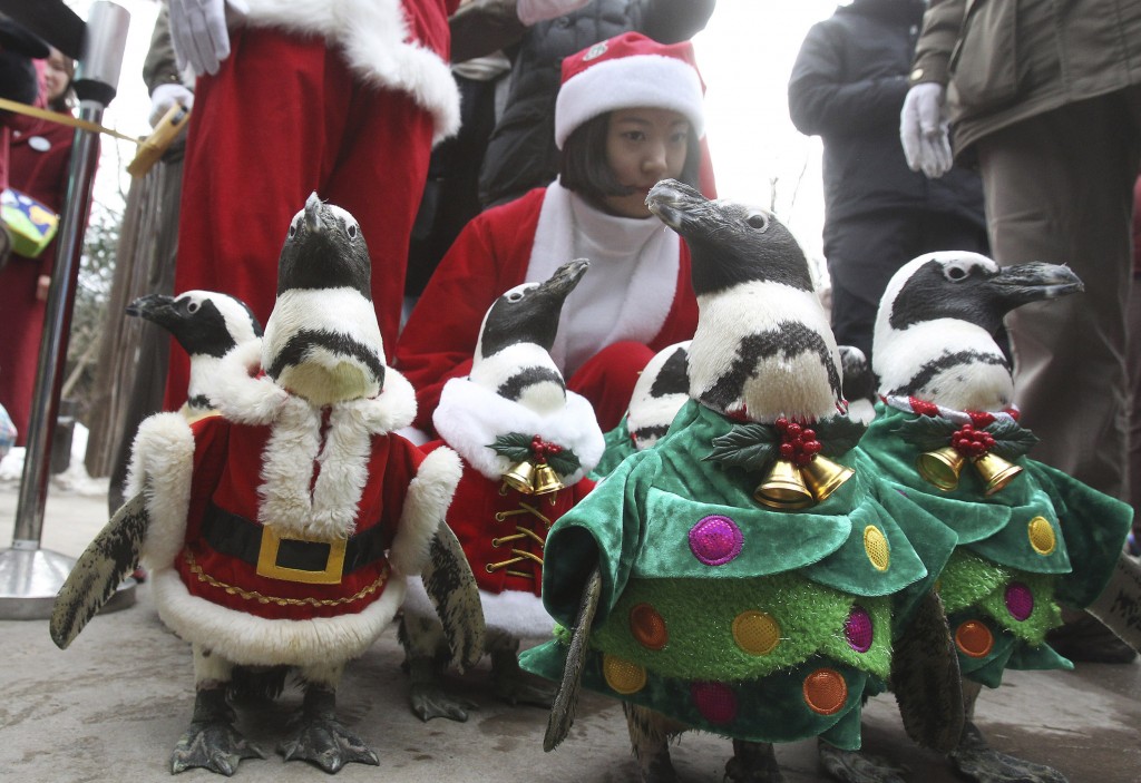 Penguin Christmas