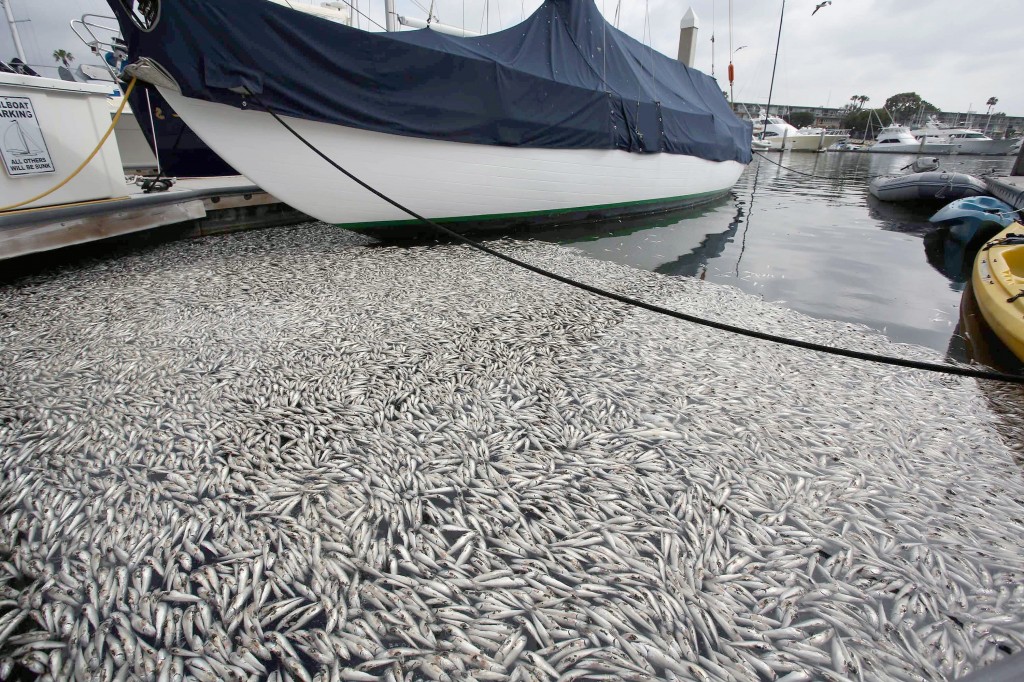 Thousands of dead fish wash up along boat slips at the Marina Del Rey, Calif. on Monday, May 19, 2014. The Los Angeles County Sheriff's office said the dead anchovies, stingrays and even an octopus rose to the surface at a section of the harbor Saturday evening. Marine biologists believe a lack of oxygen in the water, caused by this week's heat wave, may have led to the massive fish kill. (AP Photo/Nick Ut )