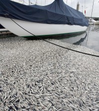 Thousands of dead fish wash up along boat slips at the Marina Del Rey, Calif. on Monday, May 19, 2014. The Los Angeles County Sheriff's office said the dead anchovies, stingrays and even an octopus rose to the surface at a section of the harbor Saturday evening. Marine biologists believe a lack of oxygen in the water, caused by this week's heat wave, may have led to the massive fish kill. (AP Photo/Nick Ut )