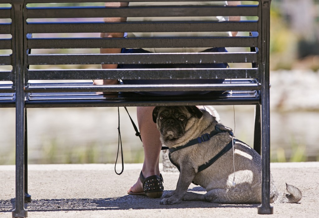 A pug dog rests under the shade of her owner's bench. (AP)