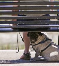 A pug dog rests under the shade of her owner's bench. (AP)