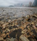 The waters off Busan's Haeundae Beach are covered with debris on Aug. 4, 2014, after heavy rain from Typhoon Nakri fell in southern South Korea over the weekend. Police are investigating the origin of the debris.  (Yonhap)