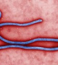 The Ebola virus