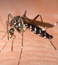 Health officials said 20 people in the county have been diagnosed with West Nile virus, including three people who showed no symptoms but were identified when they donated blood. (Korea Times file)