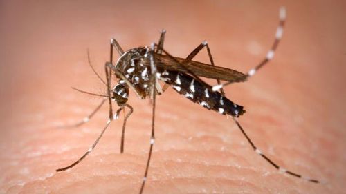 Health officials said 20 people in the county have been diagnosed with West Nile virus, including three people who showed no symptoms but were identified when they donated blood. (Korea Times file)