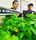Police take a photo of marijuana plants, found at a house in Seoul earlier this year. A simple online search can connect potential buyers from Korea with sellers of illegal drugs, which is increasingly becoming a problem. (Korea Times file)