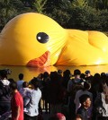 A giant rubber duck deflates on Seokchon Lake in Jamsil, eastern Seoul, Tuesday, the first day of its one-month run in Korea.  (Yonhap)