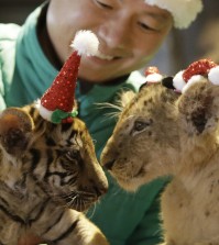 A baby lion named Do Min-jun, right, and a baby tiger named Jang Bo-ri wear Santa Claus caps during an event to celebrate Christmas at the Everland amusement park in Yongin, South Korea, Tuesday, Dec. 23, 2014. (AP Photo/Ahn Young-joon)
