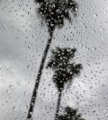 Palm trees along La Jolla Shores in San Diego are seen through a window covered with rain drops as the area braces for an approaching storm Tuesday, Dec. 2, 2014. Heavy rain from a powerful Pacific storm swept through California on Tuesday, providing some relief from a three-year drought. (AP Photo/Gregory Bull)