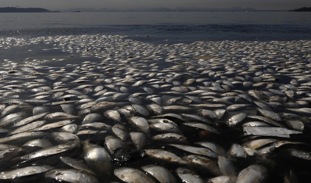 Dead fish and trash float in the polluted Guanabara Bay in Rio de Janeiro, Brazil, Wednesday, Feb. 25, 2015. Rio de Janeiros state environmental agency is trying to determine why thousands of dead fish have been found floating where next years Olympic sailing events are to be held. (AP Photo/Leo Correa)