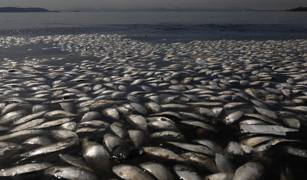 Dead fish and trash float in the polluted Guanabara Bay in Rio de Janeiro, Brazil, Wednesday, Feb. 25, 2015. Rio de Janeiros state environmental agency is trying to determine why thousands of dead fish have been found floating where next years Olympic sailing events are to be held. (AP Photo/Leo Correa)