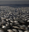 Dead fish and trash float in the polluted Guanabara Bay in Rio de Janeiro, Brazil, Wednesday, Feb. 25, 2015. Rio de Janeiros state environmental agency is trying to determine why thousands of dead fish have been found floating where next years Olympic sailing events are to be held. (AP Photo/Leo Correa)