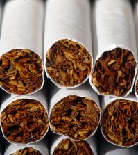 This Tuesday, July 15, 2014 photo shows the tobacco in cigarettes in Philadelphia. A study ties a host of new diseases to smoking, and says an additional 60,000 to 120,000 deaths each year in the United States are probably due to tobacco use. The study by the American Cancer Society and several universities is published in the Thursday, Feb 12, 2015 edition of the New England Journal of Medicine. It looks beyond lung cancer, heart disease and other conditions already tied to smoking and adds breast cancer, prostate cancer and even routine infections to the list. (AP Photo/Matt Rourke)