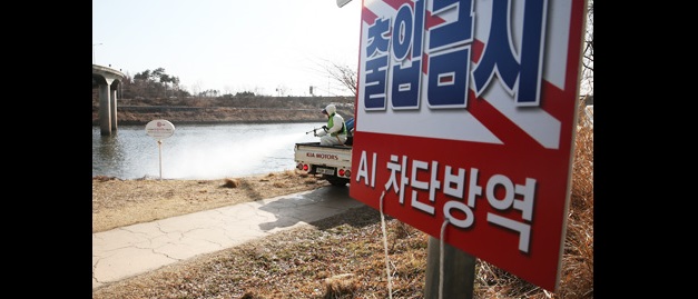 A member of a quarantine team sprays disinfectant into Jungnang Stream in Seoul, where an outbreak of the bird flu virus was confirmed, Sunday. (Yonhap)