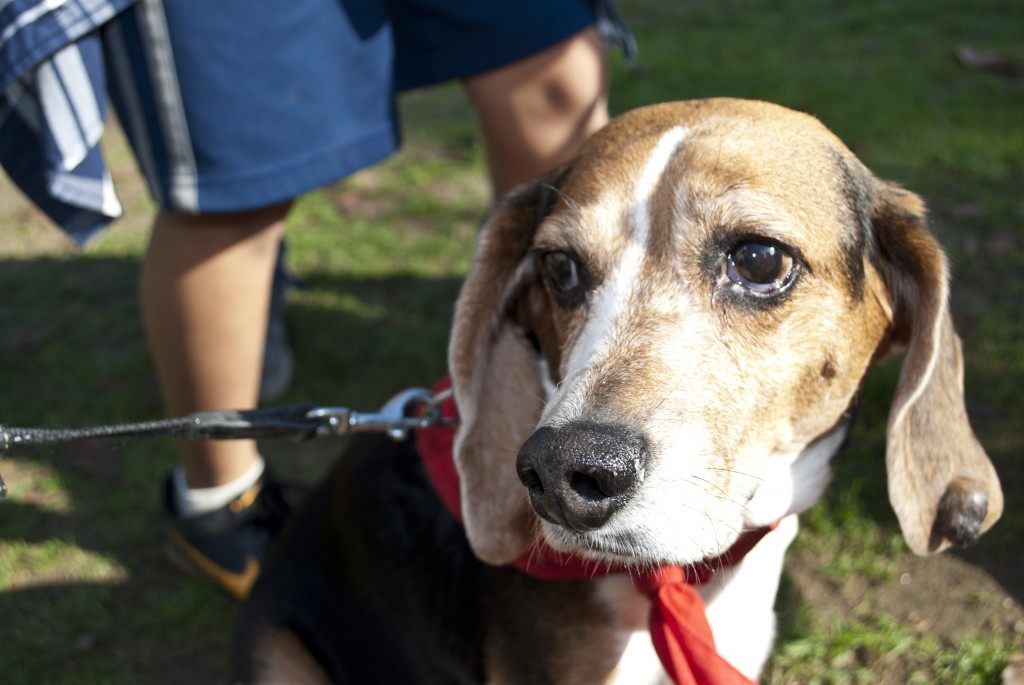 Parents, young adults, children and pets were all welcome at the Turtle Marathon. (Brian Han/Korea Times)