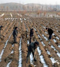 North Korean workers planting seedlings on a field in Jaeryong, South Hwanghae Province, on Jan. 24, 2015. (KCNA/Yonhap)