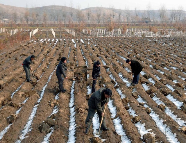 North Korean workers planting seedlings on a field in Jaeryong, South Hwanghae Province, on Jan. 24, 2015. (KCNA/Yonhap)