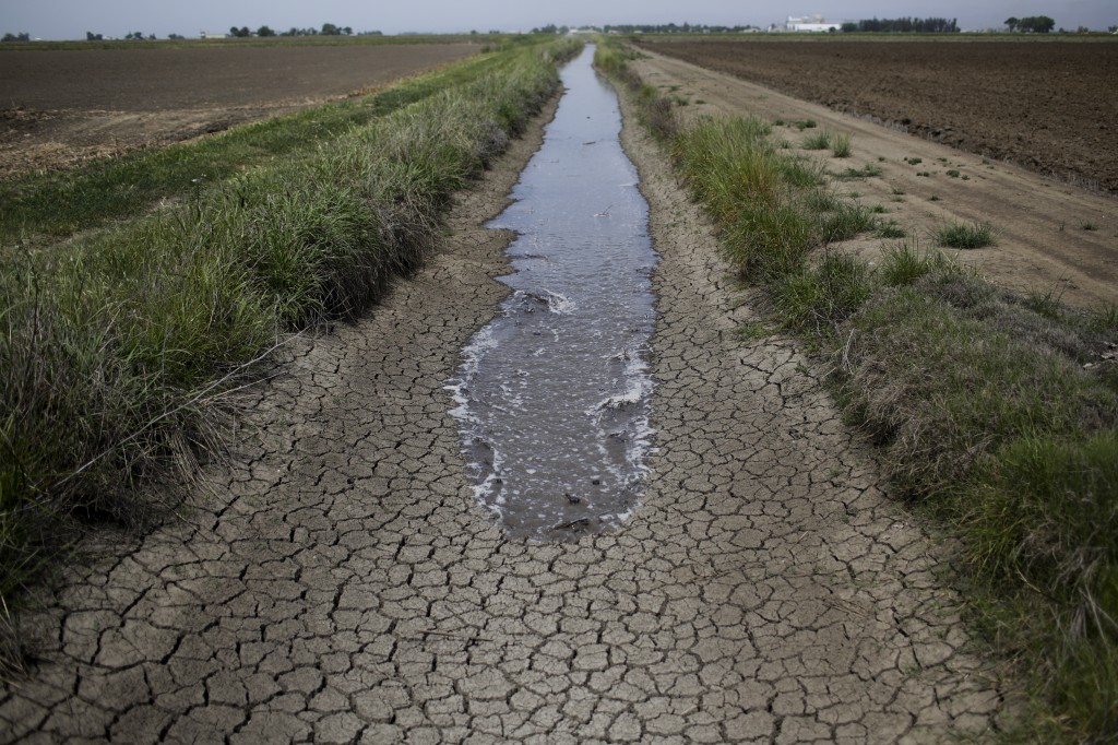 In this May 1, 2014 photo, irrigation water runs along the dried-up ditch between the rice farms to provide water for the rice fields in Richvale, Calif. A federal agency said Friday it will not release water for most Central Valley farms this year, forcing farmers to continue to scramble for other sources or leave fields unplanted.  (AP Photo/Jae C. Hong)