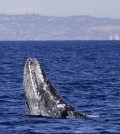 In this March 5, 2015 image photographed about the yacht America, a gray whale breaches the surface during a whale watching trip off the coast of San Diego. Once limited to the winter months, whale watching off San Diego is now a year-round activity that comes with a guarantee of a sighting. (AP Photo/Gregory Bull)