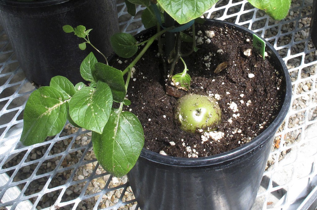 FILE - This May 10, 2013 file photo shows a genetically engineered potato poking through the soil of a planting pot inside J.R. Simplot's lab in southwestern Idaho. Potatoes that won't bruise and apples that won't brown are a step closer to grocery store aisles. The Food and Drug Administration on Friday, March 20, 2015, approved the genetically engineered foods as safe, saying they are as nutritious as their conventional counterparts. The approval covers six varieties of potatoes by Boise, Idaho-based J. R. Simplot Co. and two varieties of apples from the Canadian company Okanagan Specialty Fruits Inc. (AP Photo/John Miller, File)