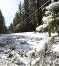 Snow is shown on a tree and on the ground in South Lake Tahoe, Calif., Monday, April 6, 2015. In the wake of an incredibly warm March, an unusually cold spring storm is rolling in. The strong and wet storm that will linger in Northern California through mid-week will do little to help the fix the drought. (AP Photo/Tahoe Daily Tribune, Isaac Brambila)