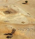 FILE - In this July 13, 2002, file photo, sheep wander parched land near a dry reservoir on a Condobolin property, 460 kilometers (285 miles) northwest of Sydney. On the world's driest inhabited continent, drought is a part of life, with the struggle to survive in a land short on water a constant thread in the country's history. The U.S. state of California is looking to Australia for advice on surviving its own drought. (AP Photo/Rick Rycroft, File)