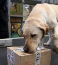 A customs official lets a drug-sniffing dog check a package at Incheon International Airport, west of Seoul, on May 7, 2015. (Yonhap)