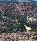 A ridge on Laguna Mountain in the Cleveland National Forest is covered with dead Jeffrey pine trees, foreground, with a recent fire scar in the background. (Courtesy of U.S. Forest Service)