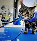 Tara, a 7-year-old adopted cat poses for a photo with her award prior to being presented with the 33rd Annual National Hero Dog Award in Los Angeles, Friday, June 19, 2015. In May of last year, Tara fought off a dog that attacked her 6-year-old owner as he rode his bicycle in the driveway of his Bakersfield home. (AP Photo/Richard Vogel)