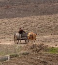 north korea drought