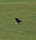 british open crow