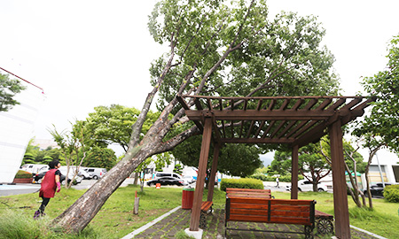 A 50-year-old zelkovo tree in a village in Changwon, South Gyeongsang Province, falls due to Typhoon Chan-hom, Monday. The weather agency forecast that another typhoon will approach over the weekend. (Yonhap)  