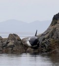 A photo of the orca that had stranded itself on the rocks off the northern coast of British Columbia (Courtesy of Whale Point/Facebook)
