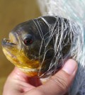 A piranha caught in a reservoir in Gangwon Province. (Yonhap)