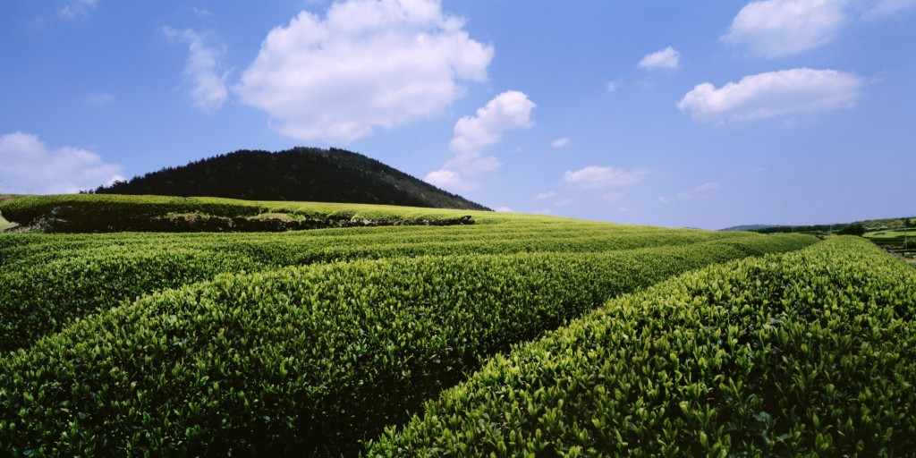 AmorePacific’s green tea garden in Jeju Island. (Facebook/AmorePacific)