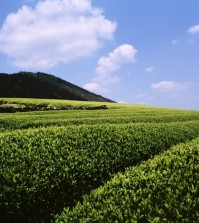 AmorePacific’s green tea garden in Jeju Island. (Facebook/AmorePacific)