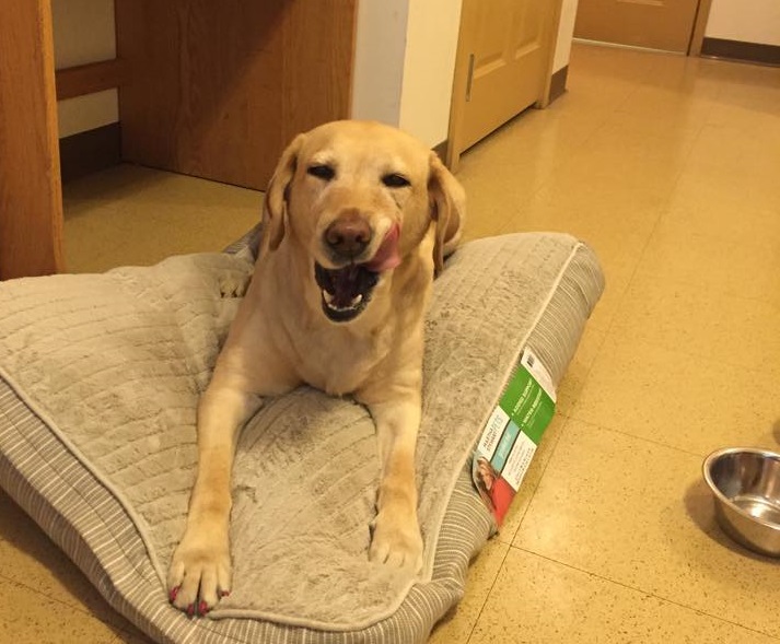 Service rescue dog Yolanda has saved her owner's life on multiple occasions. (Facebook)