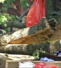 This frame made from a video provided by KFSN-TV-abc30 shows a portion of an oak tree that split away, falling to the ground and killing two young campers in a tent at the Upper Pines campground in Yosemite National Park, Calif., Friday, Aug. 14, 2015. Park spokesman Scott Gediman declined to release the ages or any details about the two, describing them only as under age 18. (KFSN-TV-abc30 via AP)