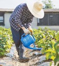 Kim Min-young, a former mobile engineer at a large conglomerate in Seoul, waters his blackcurrants in Gyeongju, North Gyeongsang Province.
(Courtesy of Park Chang-hee)