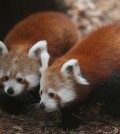 Red panda cubs, born in June, make their public debut at the Philadelphia Zoo, Wednesday, Nov. 18, 2015, in Philadelphia. At left is the female and the male cub is on the right. The cubs have not been named and the zoo wants the public to suggest names. (David Maialetti/The Philadelphia Inquirer via AP)