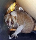 The photo shows Slow Loris, a primate categorized as an endangered species by the International Union for Conservation of Nature, who was discovered on Nov. 2, 2015 at a residential district in the southeastern port city of Busan. The primate is believed to be 2 to 3 years old and possibly abandoned by its owner. (Yonhap)
