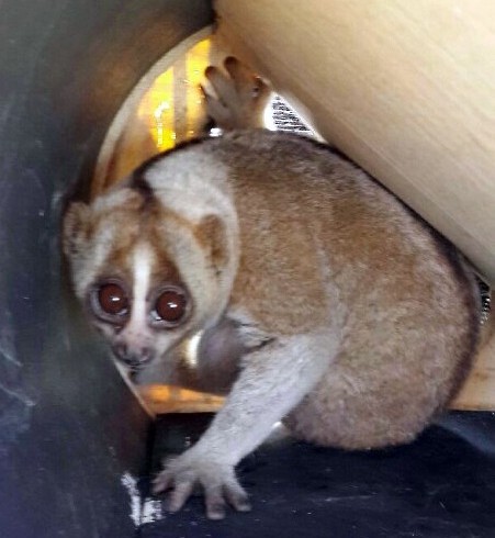 The photo shows Slow Loris, a primate categorized as an endangered species by the International Union for Conservation of Nature, who was discovered on Nov. 2, 2015 at a residential district in the southeastern port city of Busan. The primate is believed to be 2 to 3 years old and possibly abandoned by its owner. (Yonhap) 
