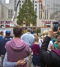 A Norway Spruce at least 75 feet high, from Gardiner, N.Y., draws attention after being placed in its new location as the 2015 Rockefeller Center Christmas tree, Friday, Nov. 6, 2015, in New York. (AP Photo/Bebeto Matthews)