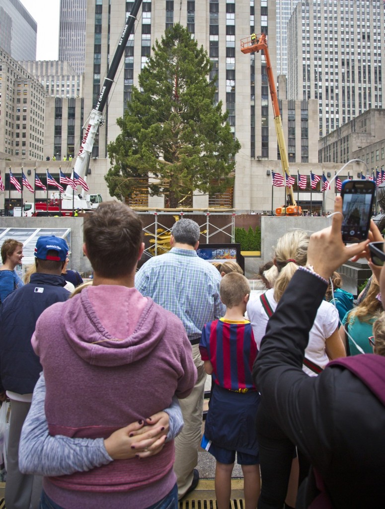 A Norway Spruce at least 75 feet high, from Gardiner, N.Y., draws attention after being placed in its new location as the 2015 Rockefeller Center Christmas tree, Friday, Nov. 6, 2015, in New York. (AP Photo/Bebeto Matthews)