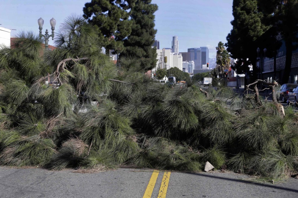 A large tree lies across a street after being blown over by high winds near downtown Los Angeles on Monday, Nov. 16, 2015. The winds followed a front that moved through California during the weekend, dropping rain and snow while lowering temperatures.  (AP Photo/Nick Ut)