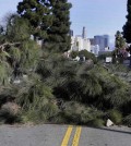 A large tree lies across a street after being blown over by high winds near downtown Los Angeles on Monday, Nov. 16, 2015. The winds followed a front that moved through California during the weekend, dropping rain and snow while lowering temperatures.  (AP Photo/Nick Ut)